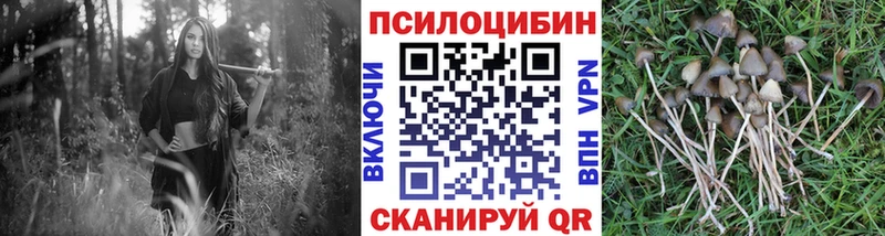 Галлюциногенные грибы Psilocybine cubensis Пионерский